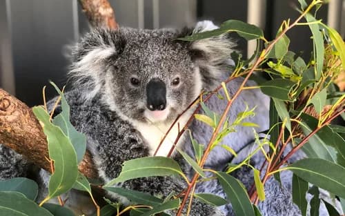 Port Stephens Including Dolphin Cruise