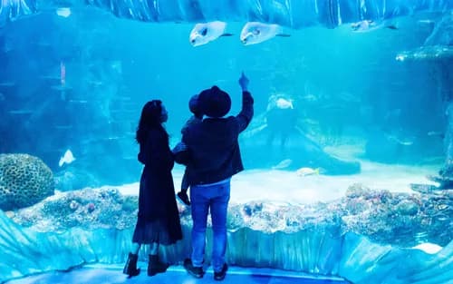 SEA LIFE Sydney Aquarium Ticket