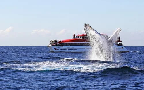 Sydney Whale Watching Cruise by Captain Cook