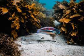 Snorkeling Tour: Discover Sydney’s impressive sea life